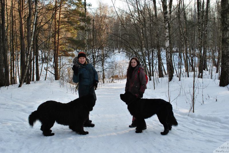Фото: ньюфаундленд Бегущая по Волнам Византия де Люкс, ньюфаундленд Черный Чанк с Берега Дона (Chernyj Chank s Berega Dona)