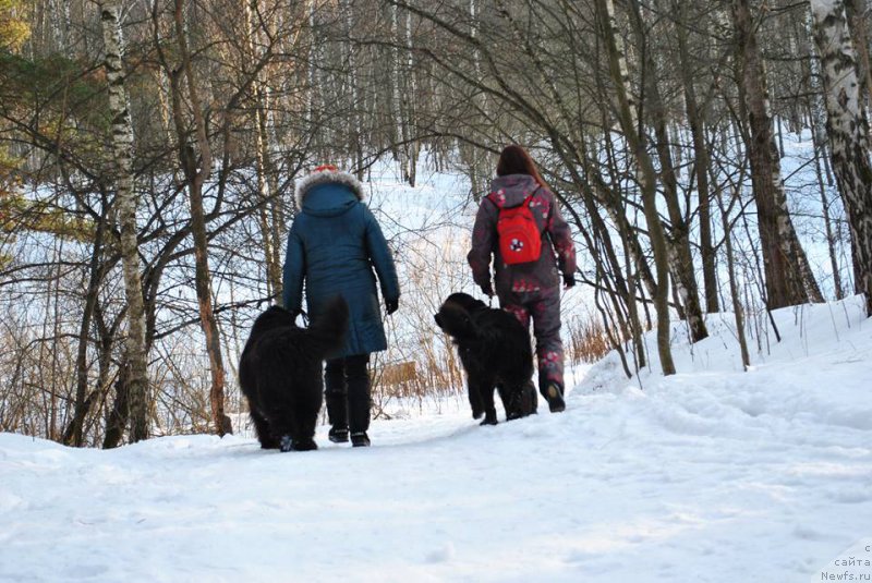 Фото: ньюфаундленд Бегущая по Волнам Византия де Люкс, ньюфаундленд Черный Чанк с Берега Дона (Chernyj Chank s Berega Dona)