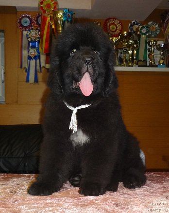 Фото: ньюфаундленд Ньюфорт Астон Мартин для С'Нежной Вьюги