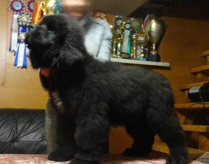 Фото: ньюфаундленд Ньюфорт Астон Мартин для С'Нежной Вьюги