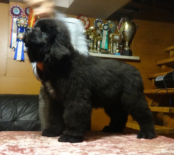 Фото: ньюфаундленд Ньюфорт Астон Мартин для С'Нежной Вьюги