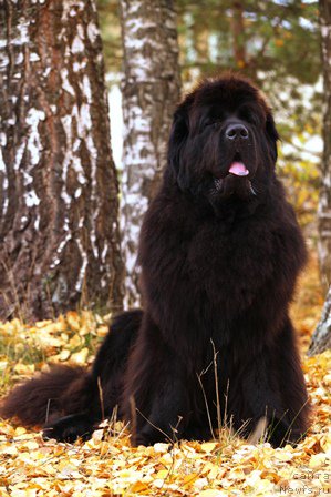 Фотография № 173215