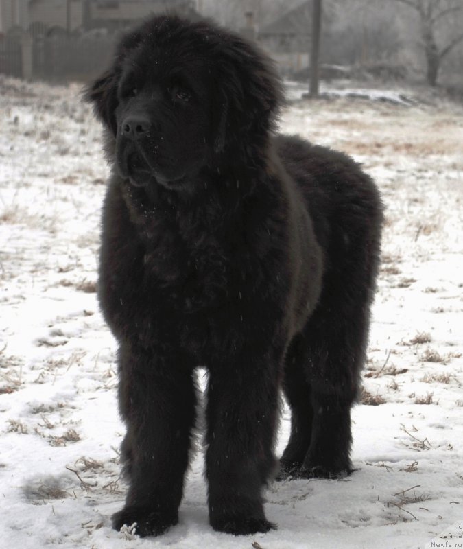Фото: ньюфаундленд Хариетта Ембодимент оф а Греат Претендер (Harrieta Embodiment of a Great Pretender)