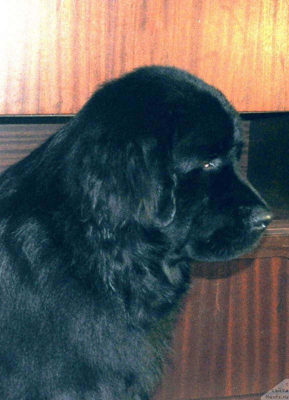 Фото: ньюфаундленд Валмонд Победитель (Valmond Pobeditel)