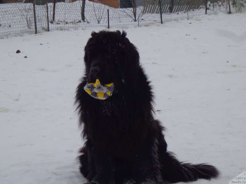 Фото: ньюфаундленд Супер Премиум Нао Дел Трато