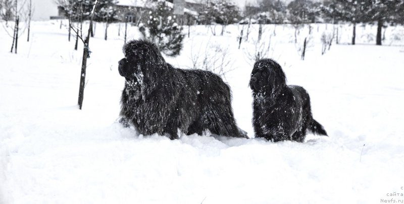 Фото: ньюфаундленд Акватория Келвин Ультрамодерн (Aquatoria Kelvin Ultramodern), ньюфаундленд Дар Свезы Бона Фидес (Dar Svezy Bona Fides)