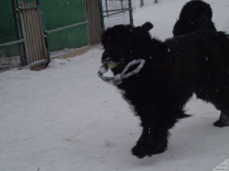 Фото: ньюфаундленд Супер Премиум Нао Дел Трато