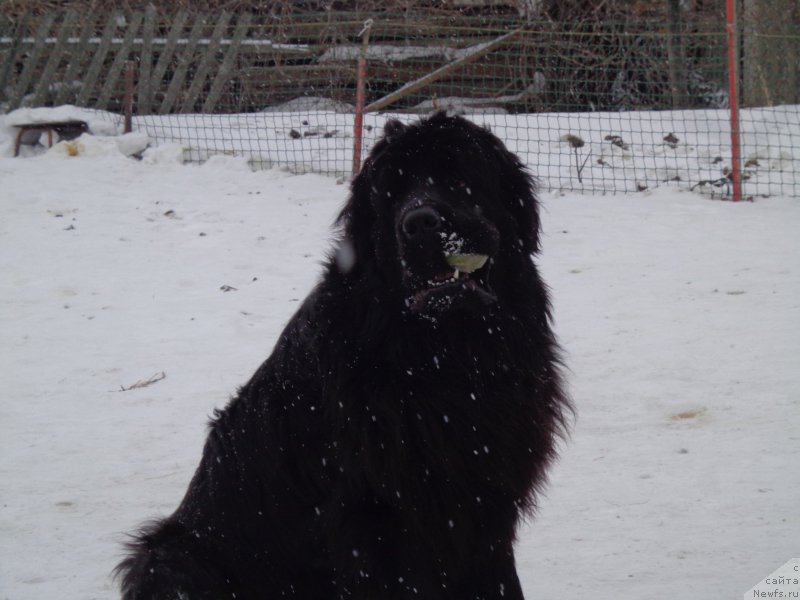 Фото: ньюфаундленд Супер Премиум Нао Дел Трато