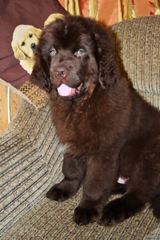 Фото: ньюфаундленд Нэш Соллар Винд