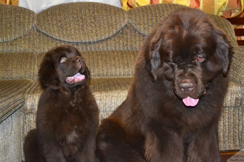 Фото: ньюфаундленд Нэш Соллар Винд, ньюфаундленд Чарли Де Бест Хелфи Пэл (Charli The Best Helfi Pel)