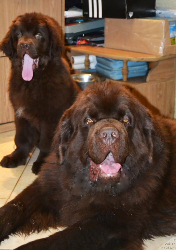 Фото: ньюфаундленд Нэш Соллар Винд, ньюфаундленд Чарли Де Бест Хелфи Пэл (Charli The Best Helfi Pel)