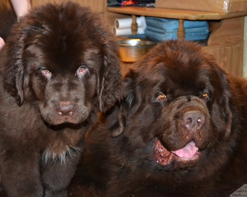 Фото: ньюфаундленд Нэш Соллар Винд, ньюфаундленд Чарли Де Бест Хелфи Пэл (Charli The Best Helfi Pel)