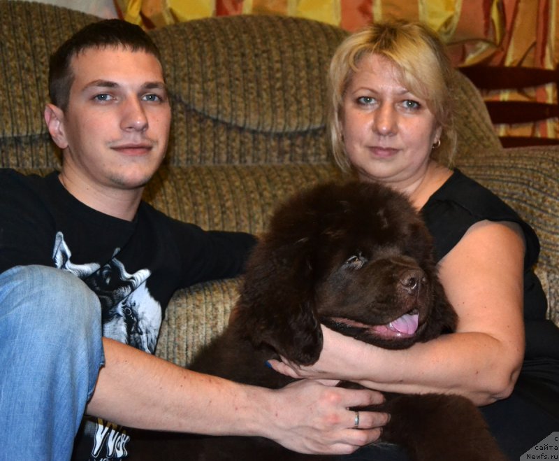 Фото: ньюфаундленд Нэш Соллар Винд