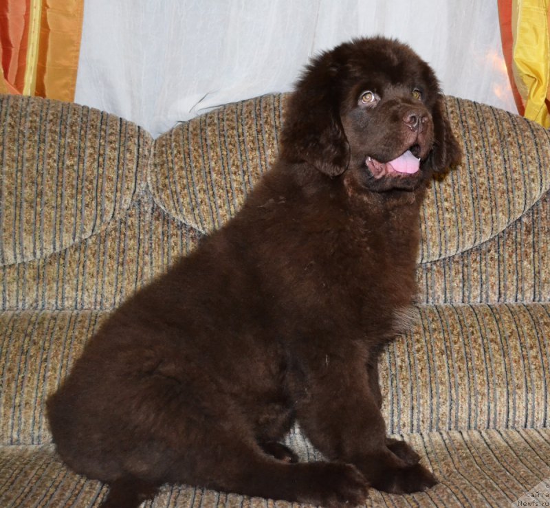 Фото: ньюфаундленд Нэш Соллар Винд