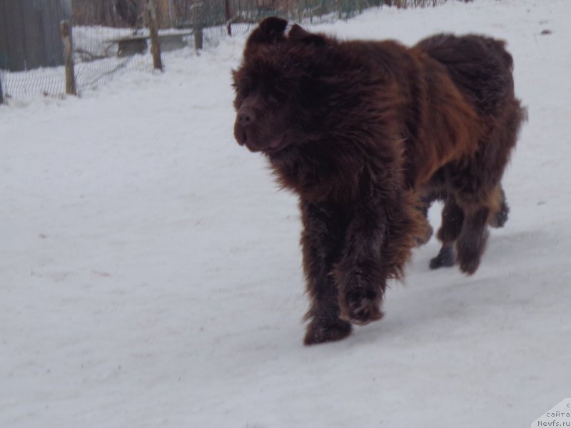 Фото: ньюфаундленд Ньюфорт Ю'Северино
