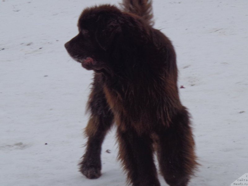Фото: ньюфаундленд Ньюфорт Ю'Северино