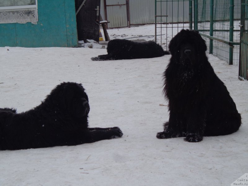 Фото: ньюфаундленд Вито Качо Ферл (Vito Kacho Ferl), ньюфаундленд Супер Премиум Нао Дел Трато