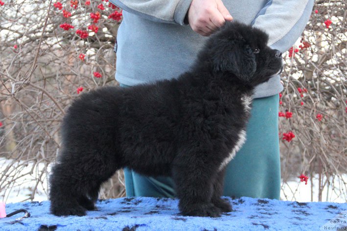 Фото: ньюфаундленд Гусар с Берега Дона (Gusar s Berega Dona)