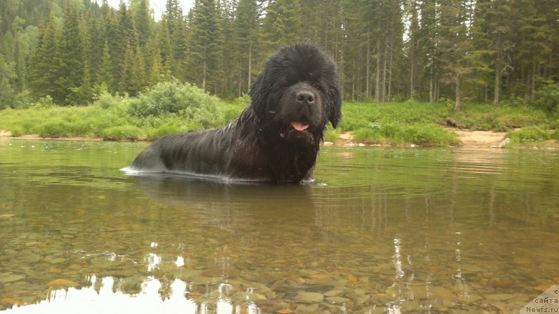 Фото: ньюфаундленд Супер Премиум Ля Мезон