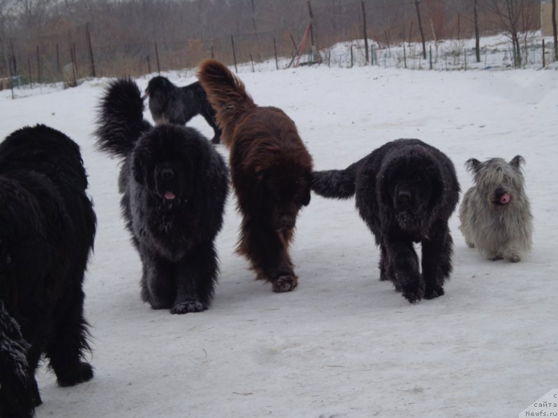 Фото: ньюфаундленд Супер Премиум Микадо (Super Premium Mikado), ньюфаундленд Ньюфорт Ю'Северино, ньюфаундленд Викториус Смайл, и Тараска