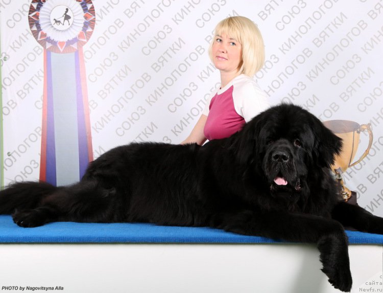 Фото: ньюфаундленд На Гребне Волны Королевский Сын