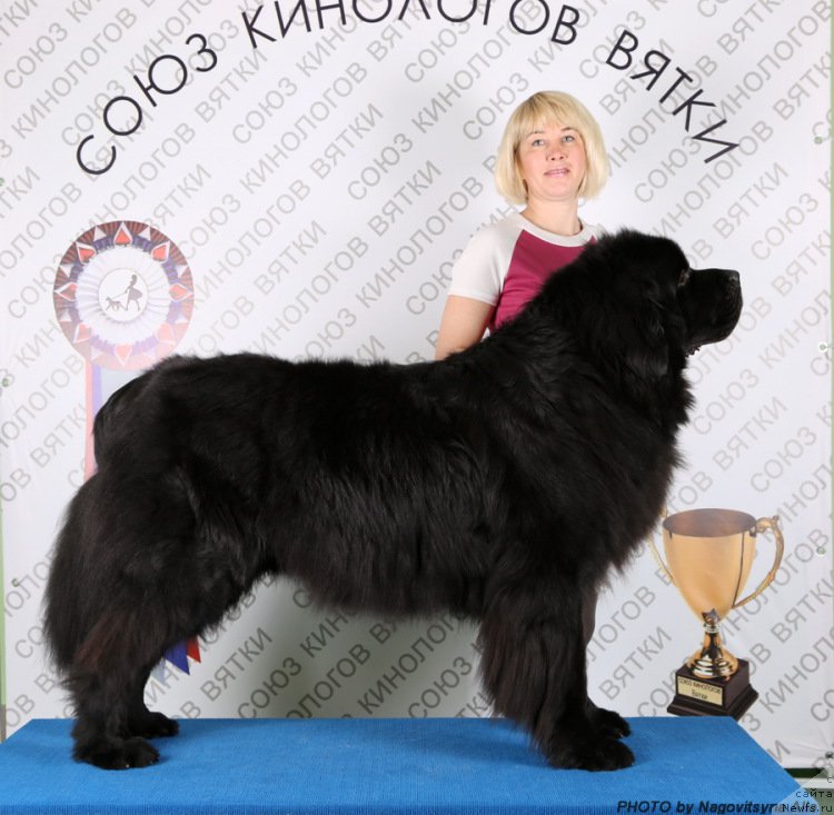 Фото: ньюфаундленд На Гребне Волны Королевский Сын