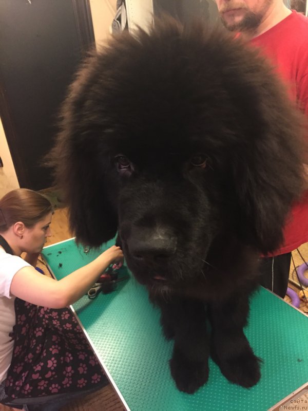 Фото: Светлана Самарцева, ньюфаундленд Бегущая по Волнам Чойс оф Фибоначчи (Begushaya po Volnam Choice of Fibonacci), Антон Печорин