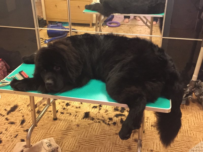 Фото: ньюфаундленд Бегущая по Волнам Чойс оф Фибоначчи (Begushaya po Volnam Choice of Fibonacci)