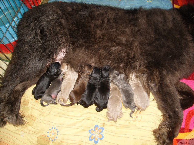 Фото: ньюфаундленд Аквамариновая Красотка для Марлеон, ньюфаундленд Черный Шарм Амбер Бест Дог ФО Марлеон