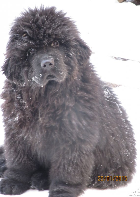 Фото: ньюфаундленд Смигар Эври Бит ов Май Хат (Smigar Every Beat of My Heart)