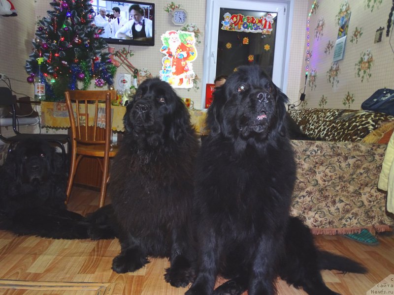 Фото: ньюфаундленд Кайден Плейфул (Kaiden Playful), Лора