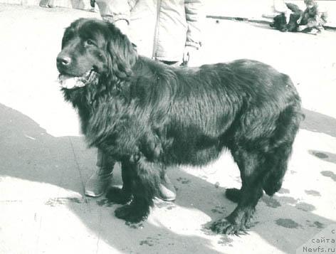 Фото: ньюфаундленд Емерита Фан Шер