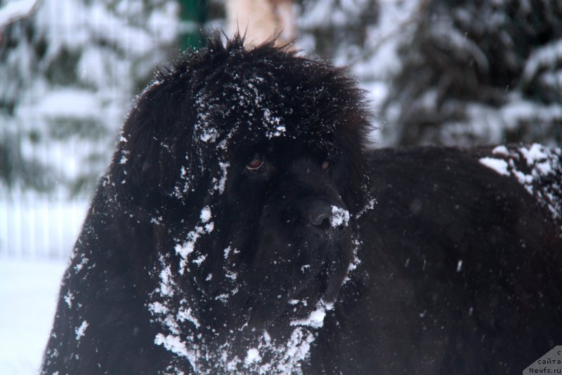 Фото: ньюфаундленд С'Нежная Вьюга Амороне Сартори (S'Nezhnaya Vjuga Amorone Sartori)