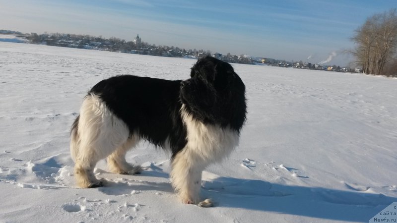 Фото: ньюфаундленд Аквиан Сонг Кроун Роял