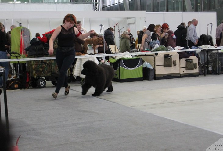 Фото: ньюфаундленд Маркиз Максимельен Де Марк (Markiz Maximilien de Mark)