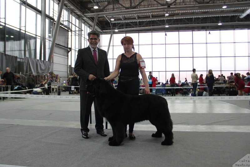 Фото: ньюфаундленд Супер Бизон Лилимэн (Super Bizon Liliman)