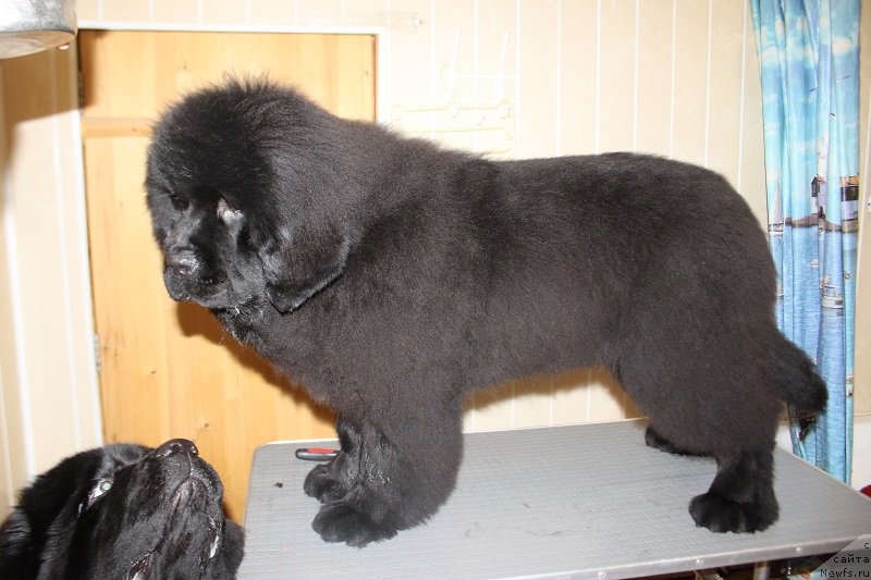 Фотография № 173357