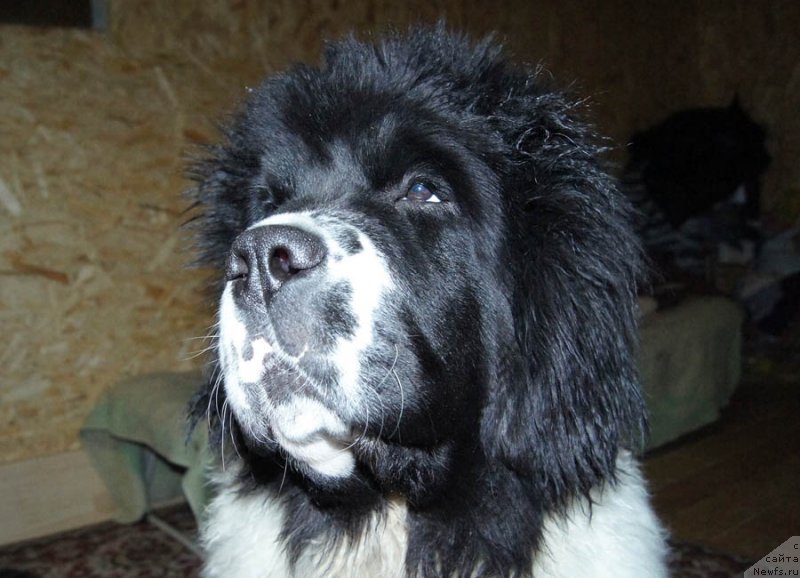 Фотография № 173362