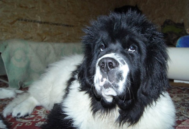 Фотография № 173363