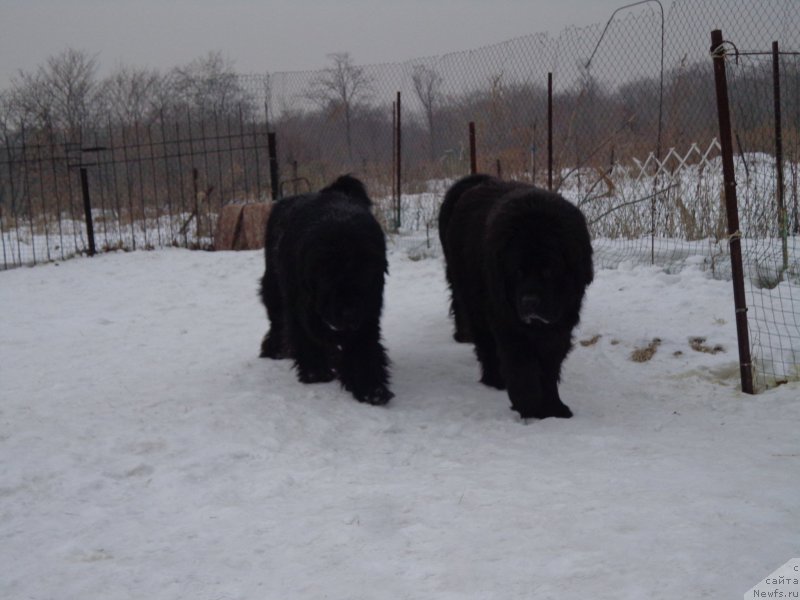 Фото: ньюфаундленд Виски Ред Лейбл Вепс (Viski Red Label Veps), ньюфаундленд Супер Премиум Микадо (Super Premium Mikado)