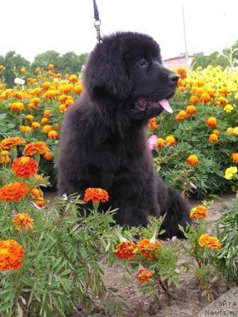 Фото: ньюфаундленд Интерио Соури из Медвежьего Яра (Interio Souri iz Medvejyego Yara)