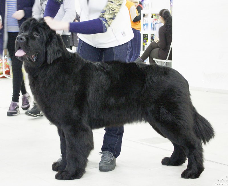 Фото: ньюфаундленд Бегущая по Волнам Фифтх Елемент (Beguschaya po Volnam Fifth Element)