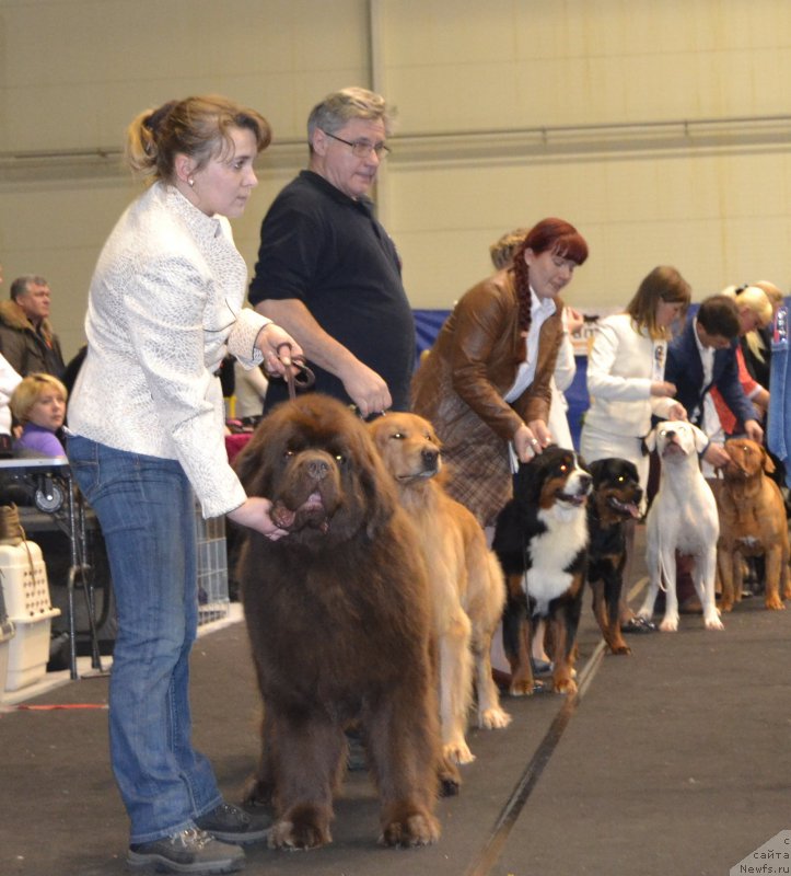 Фото: ньюфаундленд Чарли Де Бест Хелфи Пэл (Charli The Best Helfi Pel), Елена Яковлева