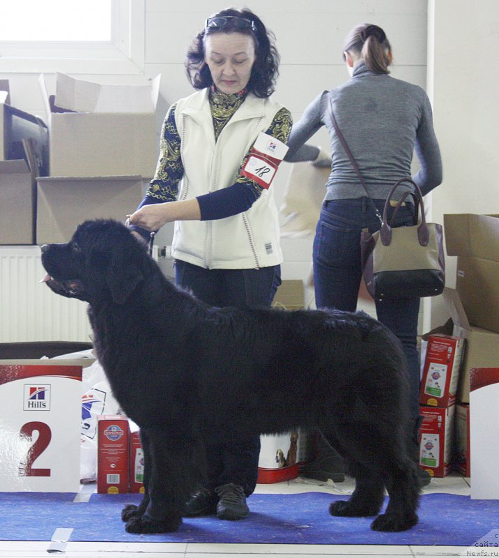 Фото: ньюфаундленд Бегущая по Волнам Фифтх Елемент (Beguschaya po Volnam Fifth Element)