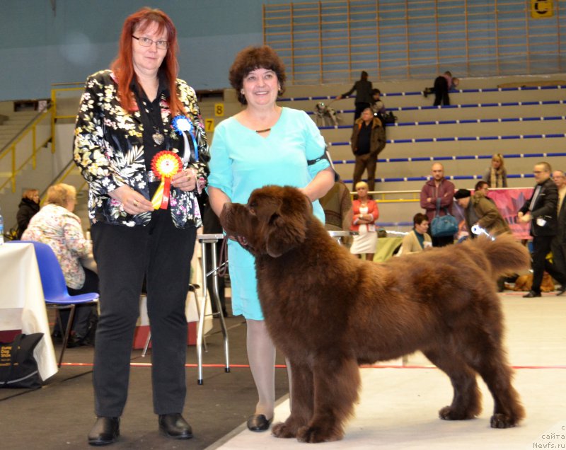 Фото: ньюфаундленд Чарли Де Бест Хелфи Пэл (Charli The Best Helfi Pel), Елена Шмелева