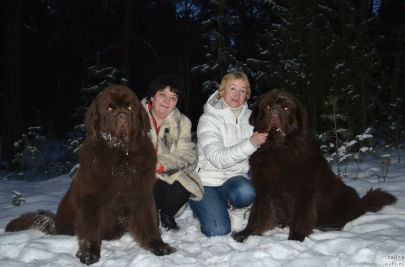 Фото: ньюфаундленд Чарли Де Бест Хелфи Пэл (Charli The Best Helfi Pel), Елена Шмелева, Галина Вилпо, ньюфаундленд Чармер Денкам Бронз (Charmer Denkam Bronze)