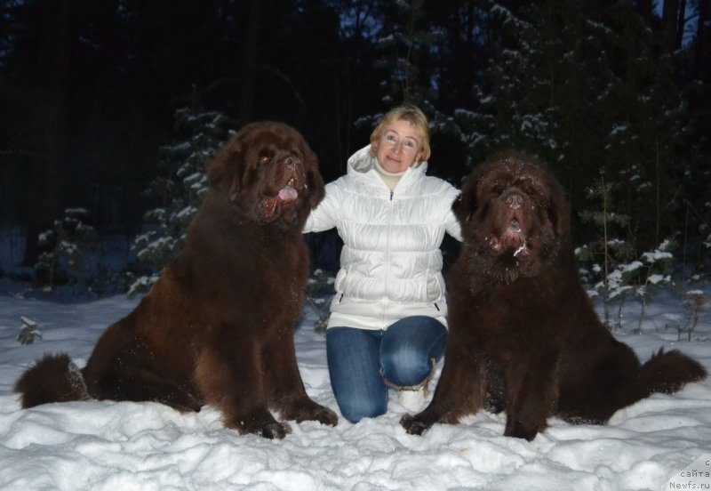 Фото: ньюфаундленд Чарли Де Бест Хелфи Пэл (Charli The Best Helfi Pel), Галина Вилпо, ньюфаундленд Чармер Денкам Бронз (Charmer Denkam Bronze)