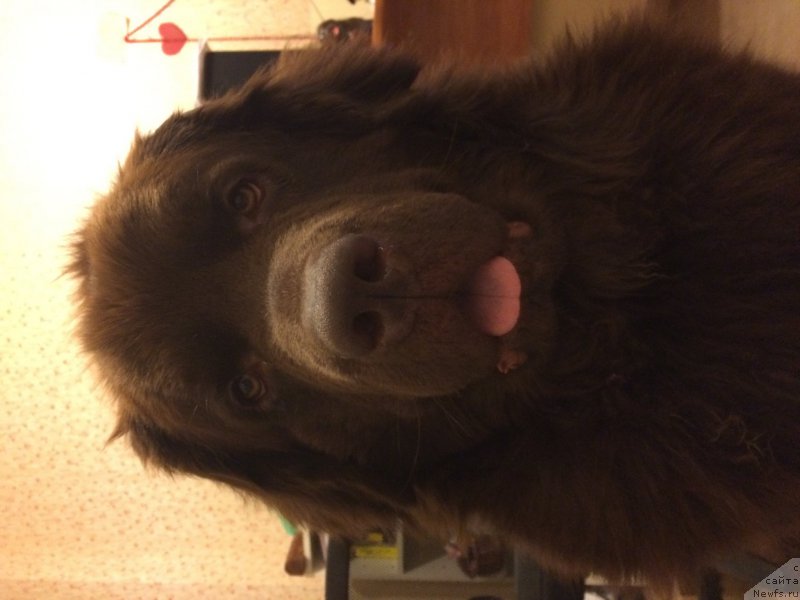 Фото: ньюфаундленд Чара Хани Лес (Chara Hani Les)