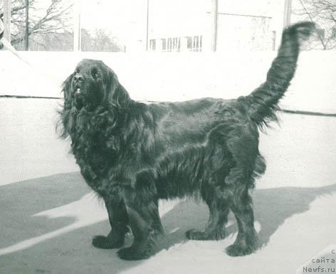 Фото: ньюфаундленд Альба Реги Лин