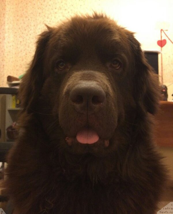 Фото: ньюфаундленд Чара Хани Лес (Chara Hani Les)